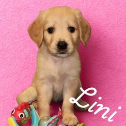 Lini (Dark Pink) - Light golden female Golden Retriever puppy in Phoenix, Arizona from Ashrose Kennels