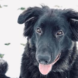 Shiloh Shepherds from Middle Earth Shilohs