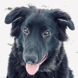 Shiloh Shepherds from Middle Earth Shilohs