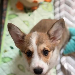 Henry - Red male Pembroke Welsh Corgi puppy in Snellville, Georgia from Laur's Classic Corgis