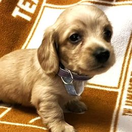 Vader - Dachshund puppy from Barksalot Dachshunds