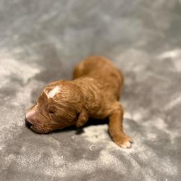 Mufasa - Red  male Goldendoodle puppy in Jacksonville, Florida from Dandelion Doodles