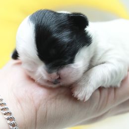Shihpoo Puppies from 🧸 Teddies