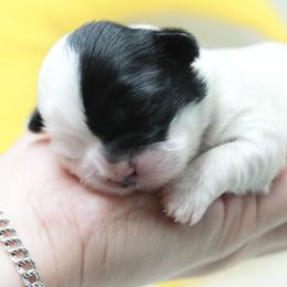 Shihpoo Puppies from 🧸 Teddies