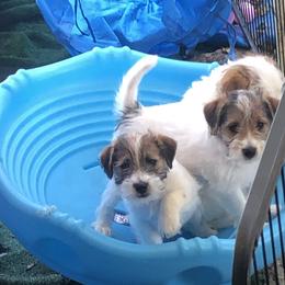 Russell Terrier Puppies from Awesome Pups