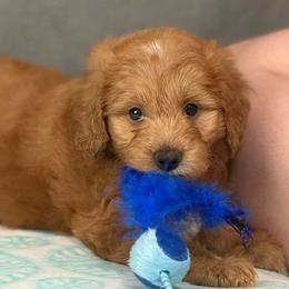 Reva - Apricot female Goldendoodle puppy in Norton, Ohio from Keepsake Doodles