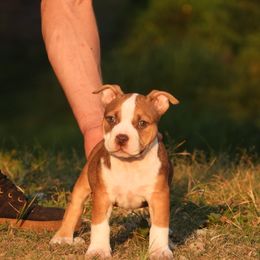 Gelda - Red sable female American Bully puppy in Orlinda, Tennessee from SimplyBullies