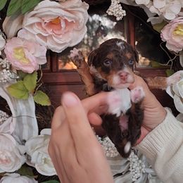 Sascha - Tri-color female Bernedoodle puppy in Dothan, Alabama from Farquharson's Poodles&Doodles