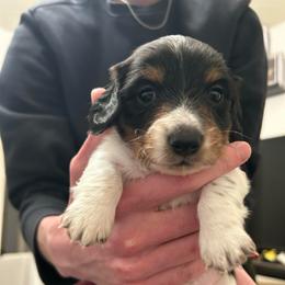 Hopper - Piebald male Dachshund puppy in Dorchester, Texas from Texas Mini Dachs