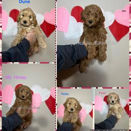 Goldendoodle puppies from Yorks and doodles