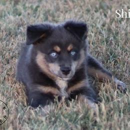 Shimmer - Black tri female Miniature Australian Shepherd puppy in Garden Plain, Kansas from Krazy K Aussies