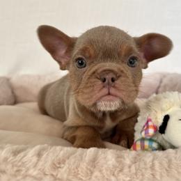 Boy 2 - Tricolors male French Bulldog puppy in Walnut, California from Flores Frenchies