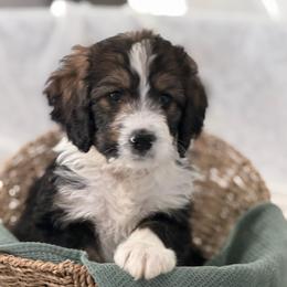 Paisley - Tri-color female Bernedoodle puppy in Phelan, California from PuppyPaws4U