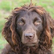 Gypsy - Boykin Spaniel
