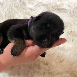 Girl 1 - German Shepherd puppy in Guthrie, Oklahoma from Seelenfeuer German Shepherd Dogs