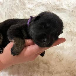 Girl 1 - German Shepherd puppy in Guthrie, Oklahoma from Seelenfeuer German Shepherd Dogs