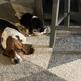 Nellie - Basset Hound
