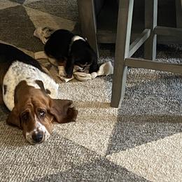 Nellie - Basset Hound