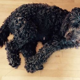 Australian Labradoodles from Schafer Meadows Australian Labradoodles