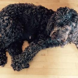 Australian Labradoodles from Schafer Meadows Australian Labradoodles