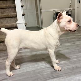 Lime collar female (straw color female) super rare - Red female Cane Corso puppy in Atlanta, Georgia from Cane Corso’s of Atlanta