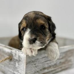Bubbly - Sable female Bernedoodle puppy in La Plata, Maryland from Serenity Creek Doodles