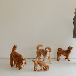 Goldendoodles from Graber Puppy Lodge