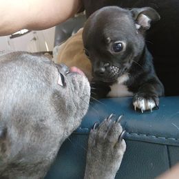 Companion Cross and French Bulldog Puppies from Legends Frenchton's, French Bulldogs & French Bullhuahua's