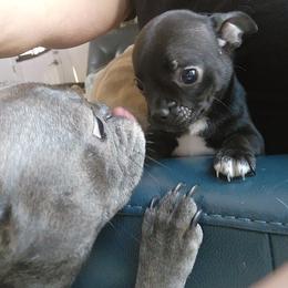 Companion Cross and French Bulldog Puppies from Legends Frenchton's, French Bulldogs & French Bullhuahua's