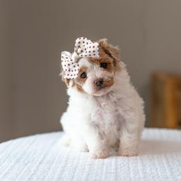 Tiny Toy Kiki - White and apricot female Bichon Frise puppy in Altamonte Springs, Florida from The Perks of Pups
