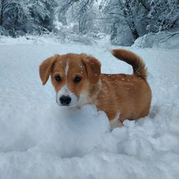 Pembroke Welsh Corgi Puppies from Gary's Pembroke Welsh Corgis