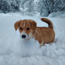 Pembroke Welsh Corgi Puppies from Gary's Pembroke Welsh Corgis
