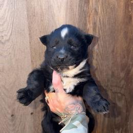 Girl 1 - Black and white female Siberian Husky puppy in Iron River, Wisconsin from Wiemeri Siberians