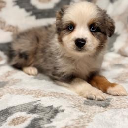 Merle - Blue merle male Australian Shepherd puppy in Hogansville, Georgia from Blue Creek Farm