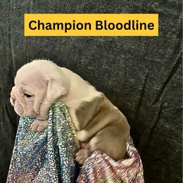 Kupalu - Lilac tri-color female Bulldog puppy in Tremonton, Utah from Snuggle Pups