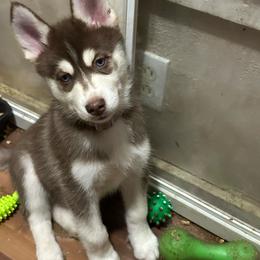 Leia - Red and white female Siberian Husky puppy in Lakeland, Florida from Ice Blue Legacy Siberians Huskies