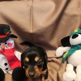 Black and tan long hair - Black and tan female Dachshund puppy in West Plains, Missouri from Spring Creek Dachshunds