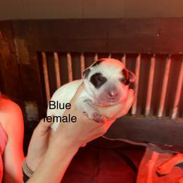 Yellow collar - Blue speckled female Australian Cattle Dog puppy in Saint Albans, Maine from Australian Cattle Cuties and littles