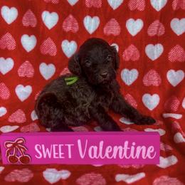 Kit Kat - green boy - Chocolate male Goldendoodle puppy in Waterford, California from Alvdoodles