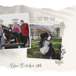 Bernese Mountain Dog puppies from Rebel Mountain Bernese