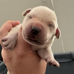 Yellow Boy 5 - Yellow male Labrador Retriever puppy in Menifee, California from The Golden Leash Kennels