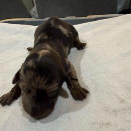 Silver Dapple Male - Dapple male Dachshund puppy in Apopka, Florida from The HotDog Stand
