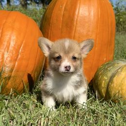 Amber - Red female Pembroke Welsh Corgi puppy in Marshall, Missouri from The King’s Corgis