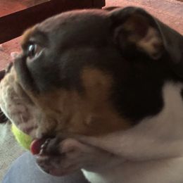 Bulldogs and Pugs from Le Roy’s Bullies and Pugs