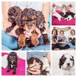 Cavapoos from Roth Puppy Patch
