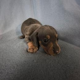 Leontus - Blue and tan male Dachshund puppy in Opelika, Alabama from Dachshund Darlins