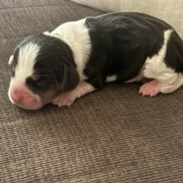 Pocket Beagle Female 3 - Black white and tan female Beagle puppy in Gentry, Arkansas from HC Puppy Ranch