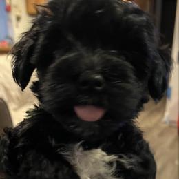 Billy (green collar) - Black male Miniature Schnauzer puppy in Port Orchard, Washington from Silver Bells Miniature Schnauzers