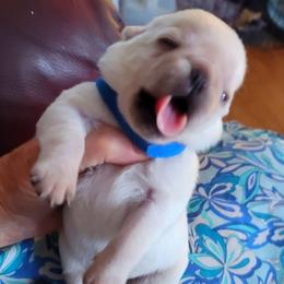 AKC Boy 4 white - White male Pug puppy in Phoenix, Arizona from Pug Place Phoenix