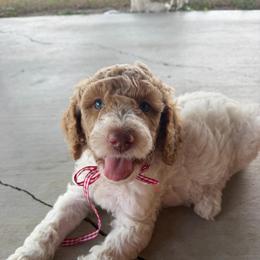 Red parti boy 6 - Parti male Double Doodle puppy in Yoakum, Texas from The Scott’s Dood Ranch